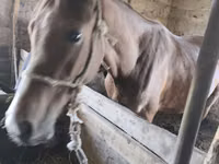 Cheval, Chevaux — photo 4