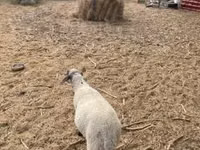 公羊, Tsigai sheep — 照片 3