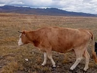 母牛, Latvian Blue cattle — 照片 1