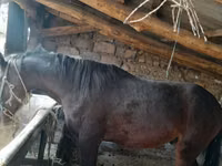 Cheval, Chevaux — photo 3