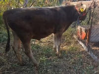 公牛, Swiss cattle — 照片 2
