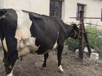 Vaca, Russian Black pied cattle — foto 3