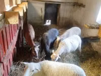 Brebis, Cameroon sheep — photo 2