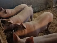 Boar, Pigs — photo 1