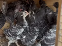 Chickens — Foto 4