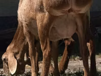 Brebis, Afghan Arabi sheep — photo 2