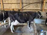 गाय, ब्रिटिश सफेद गाय — फ़ोटो 1