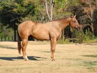 公马, Quarter Horse — 照片 3