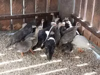Guinea fowl — photo 3