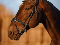 Caballo, Holstein — foto 5
