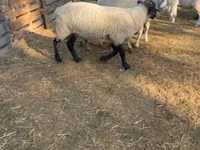 كبش, White Suffolk sheep — الصورة 2
