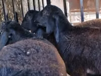 Widder, Kazakh fat-tailed coarsewool sheep — Foto 3