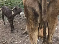 Vaca, Simmental cattle — foto 4