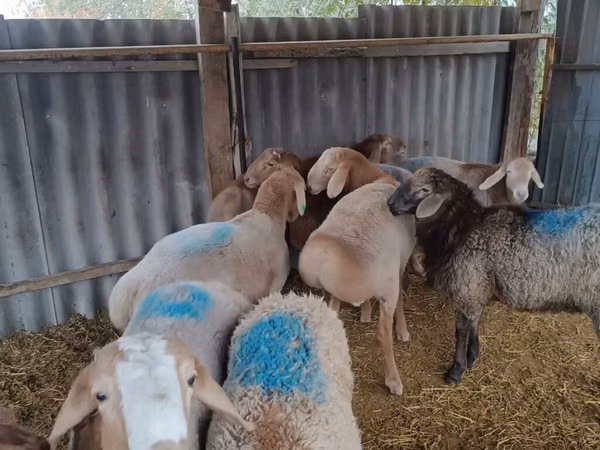 Ram, Rhon sheep