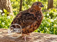 Quails — फ़ोटो 6