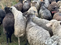 Brebis, Bessarabian sheep — photo 4