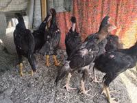 Chickens — Foto 5