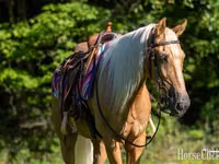 Cheval, Palomino — photo 5