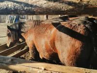 Cheval, Kustanai horse — photo 1