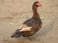 Ducks — الصورة 1