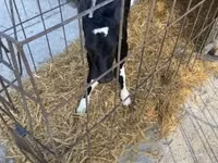 Taureau, Race Holstein — photo 5