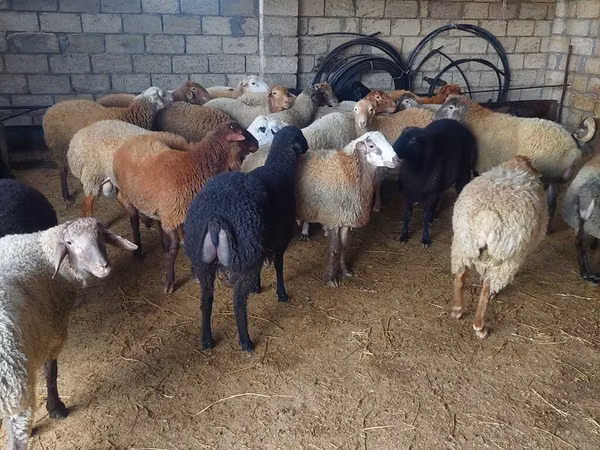 公羊, Sheep