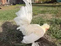 Chickens — फ़ोटो 3