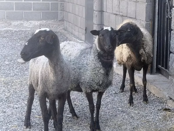 Schaf, Romanov sheep