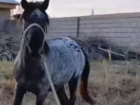 घोड़ा, Kazakh horse — फ़ोटो 1