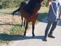 公马, Horses — 照片 3