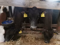 公牛, Simmental cattle — 照片 5