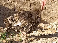 Slowenische Silberne Henne — Foto 5