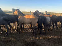 Hengst, Mugalzhar horse — Foto 1
