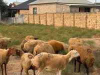母羊, Apsheron sheep — 照片 7