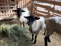 كبش, White Suffolk sheep — الصورة 3