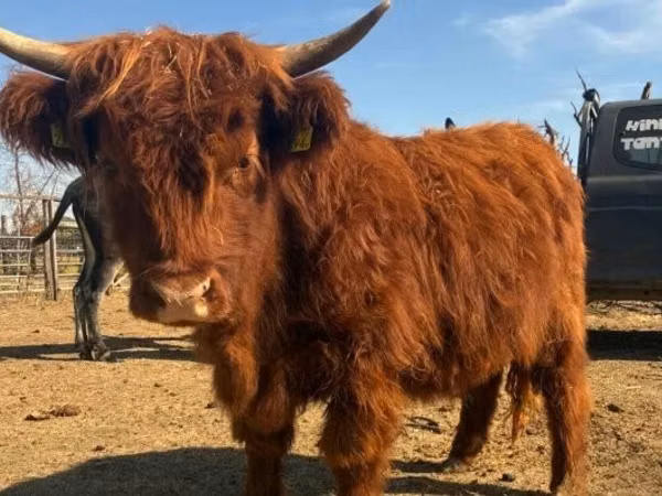Vache, Highland