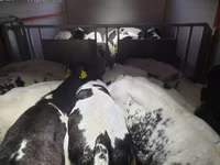 أبقار (دفعة، الجنس غير محدد), Russian Black pied cattle — الصورة 5