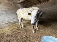 Kuh, Swiss cattle — Foto 6
