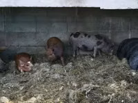Verrat — photo 1