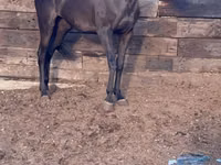 母马, Anglo-Arabian — 照片 1