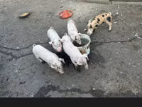 母猪 — 照片 5