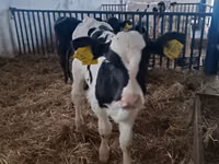 Bulle, Russian Black pied cattle — Foto 1