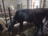 公牛, Aberdeen-Angus — 照片 8