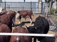 Toro, Hereford — foto 2