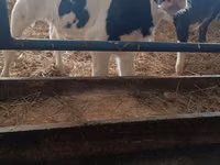Bulle, Russian Black pied cattle — Foto 2