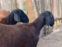 نعجة, Hissar sheep — الصورة 2