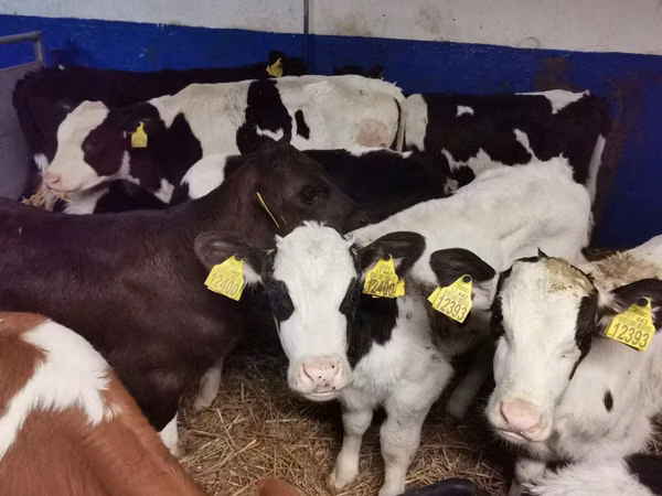 Toro, Russian Black pied cattle