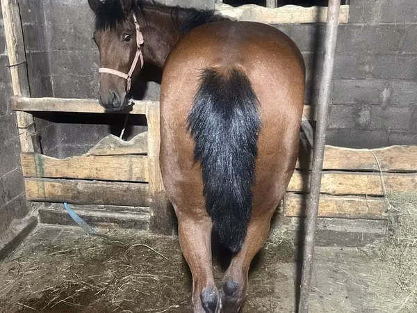 Horse (M), New Altai Horse