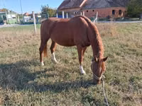 Cheval, Kisber felver — photo 4