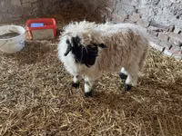 公羊, Wallis Country sheep — 照片 3